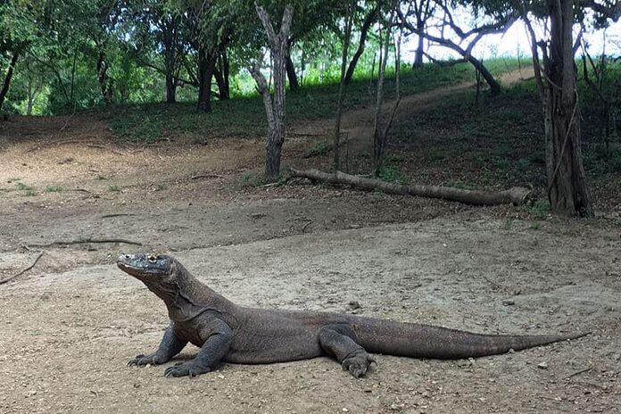 Dragon de Komodo en Indonésie