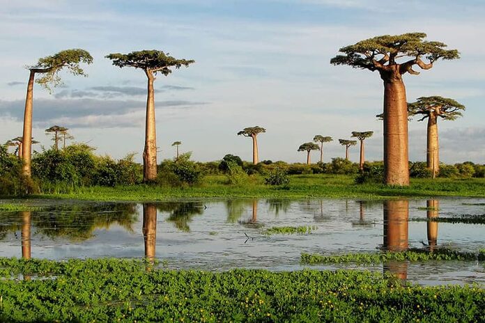 Ile de Socotra au Yemen