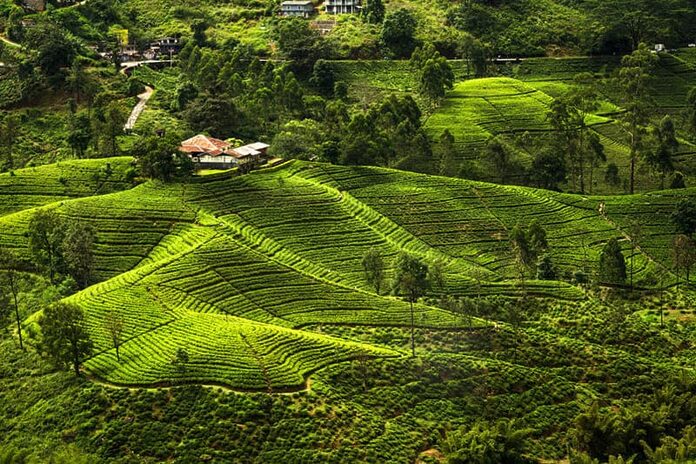 Nuwara Eliya au Sri Lanka