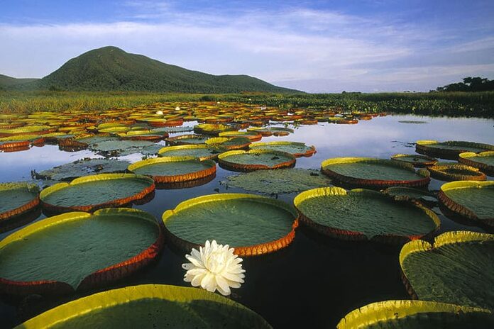 Pantanal au Brésil