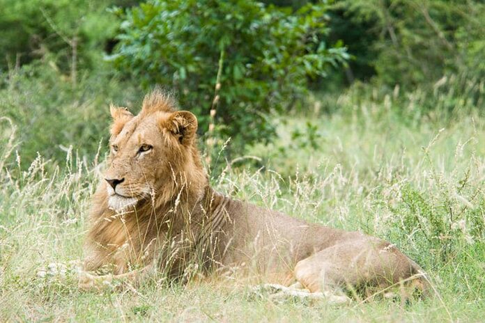 Lion au Parc Kruger en Afrique du Sud