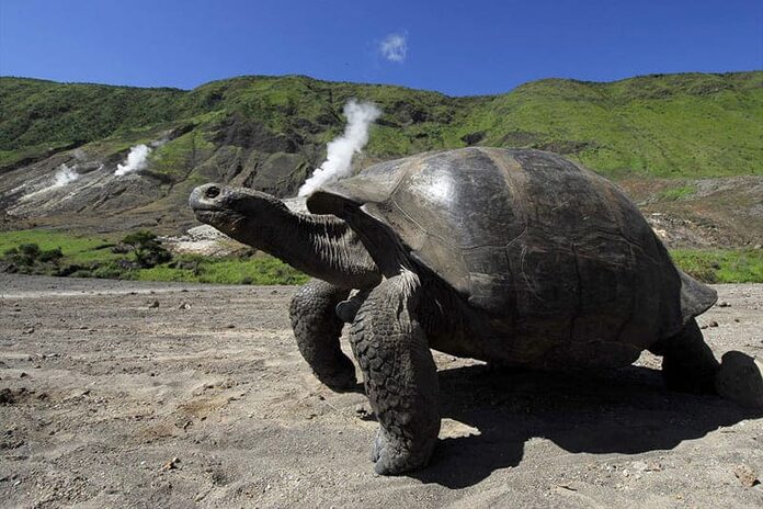 Tortue aux Galapagos en Equateur