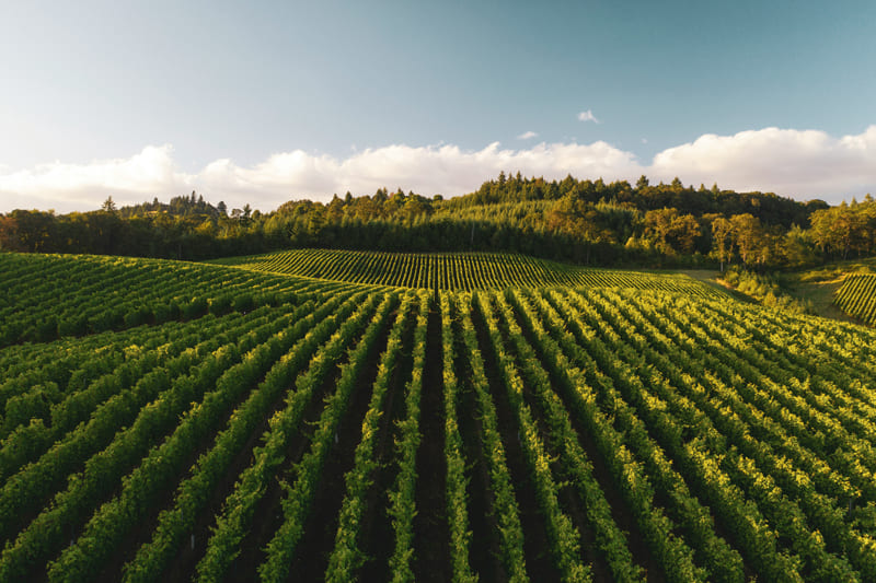 Vignoble en Bourgogne